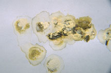 abnormal_droppings-1